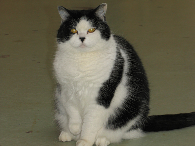 Domestic-cat-1