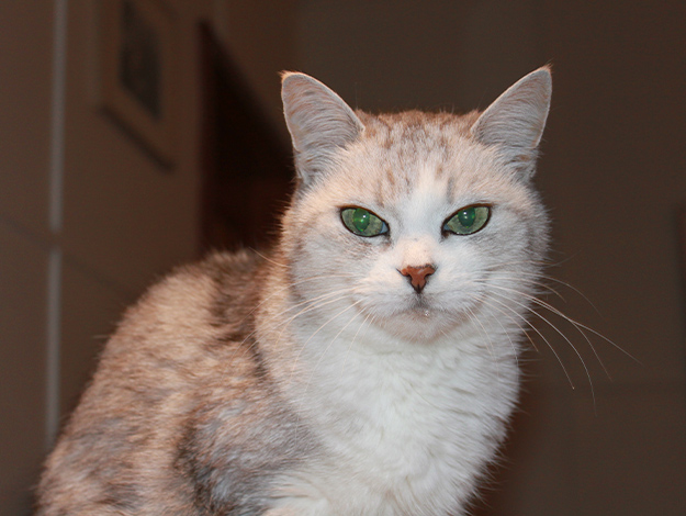 Domestic-cat-2