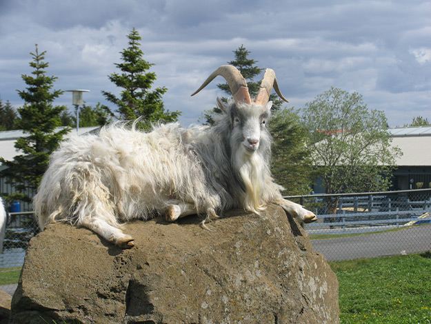 Icelandic-goat-2