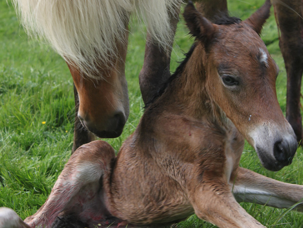 Icelandic-horse-1