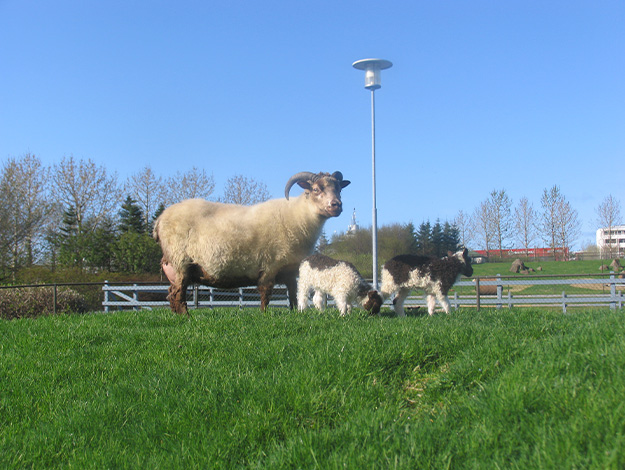 Icelandic-sheep-2