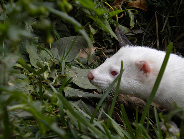 Minks-2