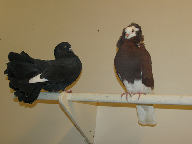 Pigeons-1