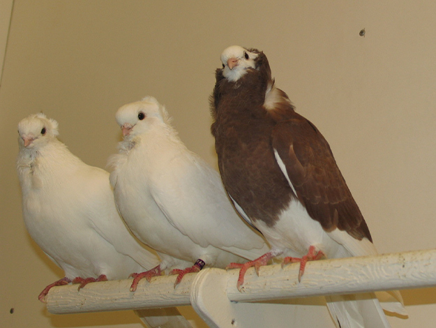 Pigeons-3
