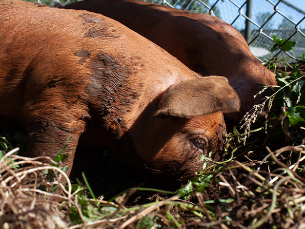 Pigs-1