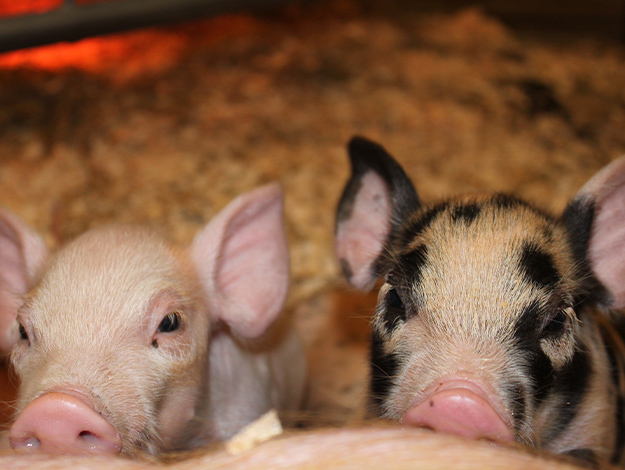 Pigs-2