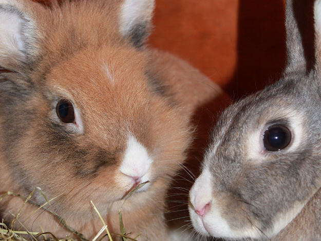 Rabbits-2