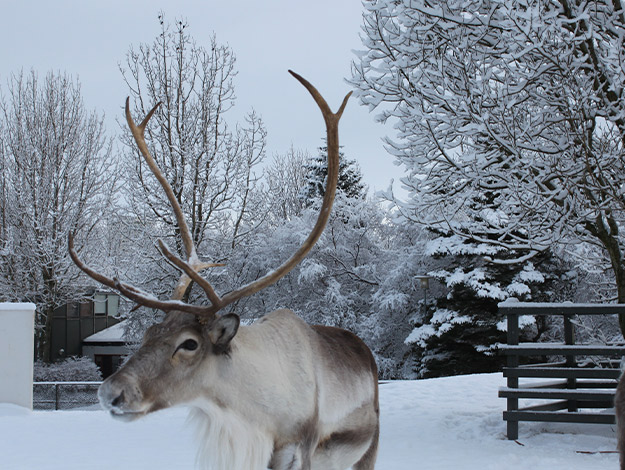 Reindeers-2