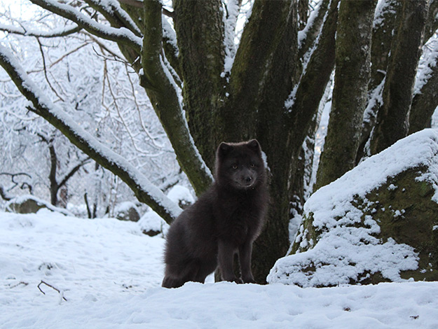 artic-fox-2
