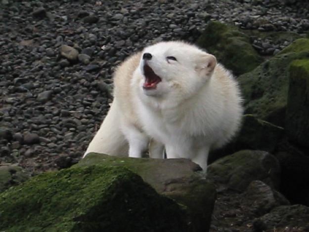 artic-fox-4
