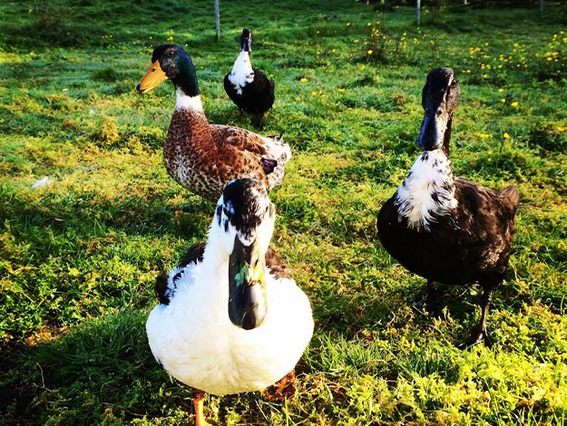 duck-3