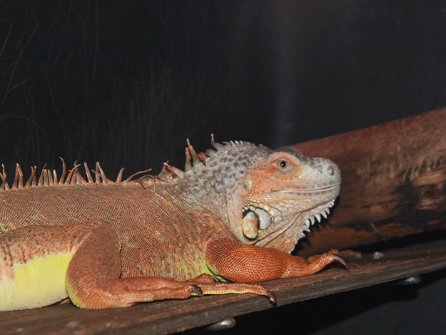 exotic-animal-1