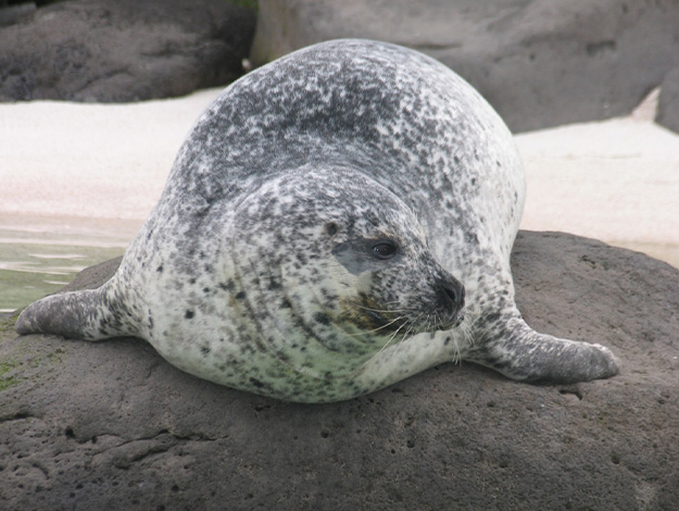 harbour-seal-1