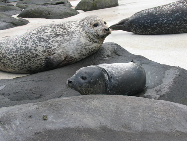 harbour-seal-3
